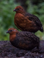 Odontophorus hyperythrus