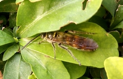 Campsomerinae