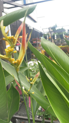 Heliconia psittacorum