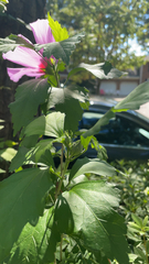 Hibiscus syriacus