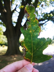Quercus