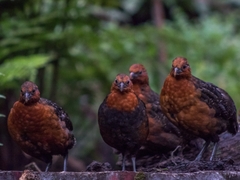 Odontophorus hyperythrus