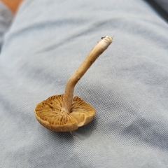 Cystoderma amianthinum