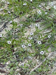 Phyla nodiflora