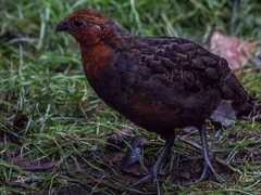 Odontophorus hyperythrus