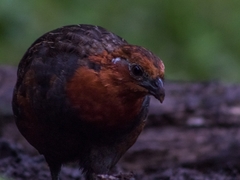 Odontophorus hyperythrus