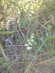 Spiranthes incurva