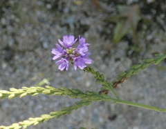 Verbena hastata