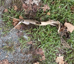 Lepisosteus osseus