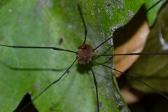 Leiobunum blackwalli