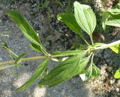 Verbena hastata