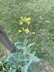 Rhamphospermum nigrum