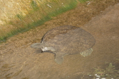 Apalone spinifera spinifera