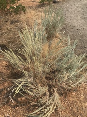 Artemisia tridentata
