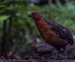 Odontophorus hyperythrus