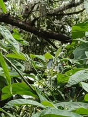Solanum erianthum
