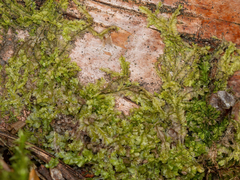 Lophocolea heterophylla