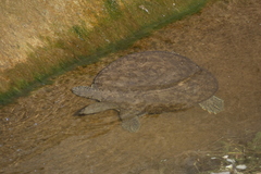 Apalone spinifera spinifera