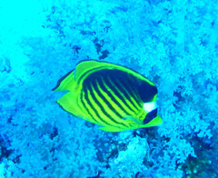 Chaetodon fasciatus