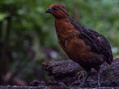 Odontophorus hyperythrus