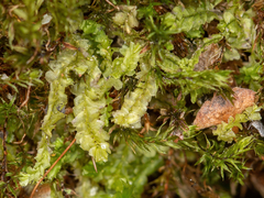 Lophocolea heterophylla