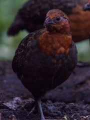 Odontophorus hyperythrus