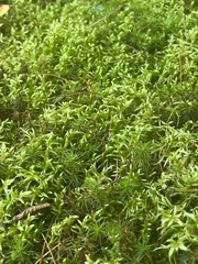 Atrichum undulatum