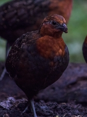 Odontophorus hyperythrus