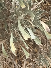 Artemisia tridentata