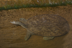 Apalone spinifera spinifera