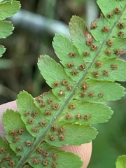 Dryopteris filix-mas