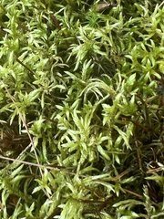 Atrichum undulatum