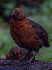 Odontophorus hyperythrus