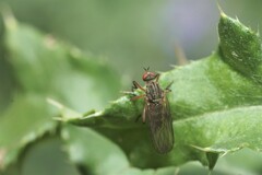 Empis