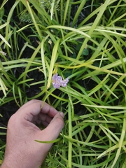 Liriope muscari