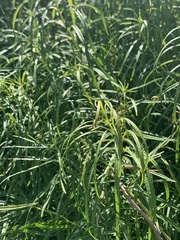 Amsonia hubrichtii