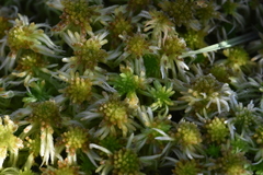 Sphagnum angustifolium
