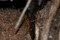 Lasius fuliginosus