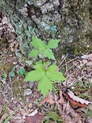 Toxicodendron