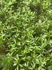 Atrichum undulatum