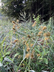Cyperus strigosus