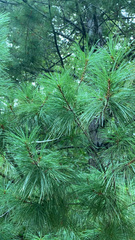 Pinus strobus