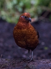 Odontophorus hyperythrus