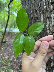 Euonymus americanus