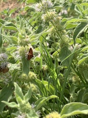 Pyrausta californicalis