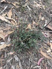 Cotoneaster pannosus