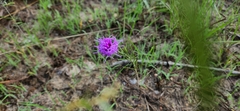 Liatris cymosa