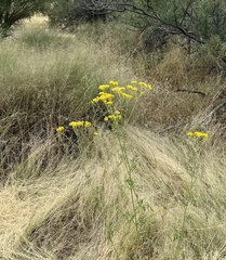 Hymenothrix wislizeni