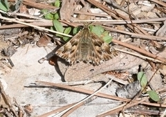 Carcharodus