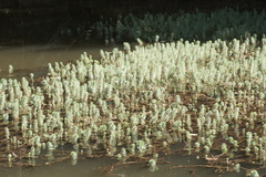 Myriophyllum aquaticum